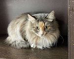 Кошки в Кувшиново: Кошечка в добрые руки, Бесплатно - фото 4