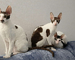 Кошки в Теберде: Продаются кошечки корниш рекс., 26 000 руб. - фото 8