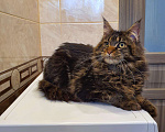 Кошки в Перевозе: Кот Мейн-кун, 5 000 руб. - фото 4