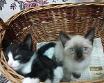 Кошки в Карачеве: Котята, 500 руб. - фото 5