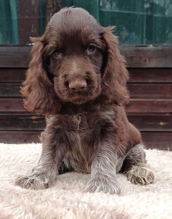 Собаки в Зеленограде: Английский кокер спаниель щенки Мальчик, 80 000 руб. - фото 2