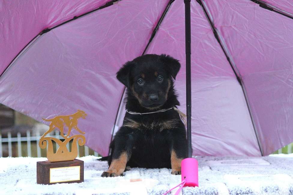 Собаки в Перми: Щенок Босерона  Девочка, 40 000 руб. - фото 1