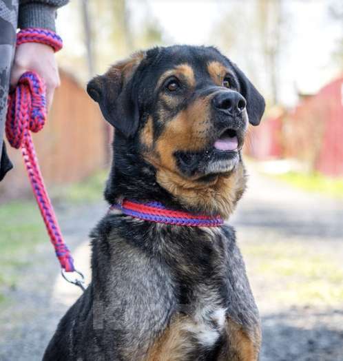 Собаки в Москве: Метис ротвейлера Шайгу в дар Мальчик, 1 руб. - фото 3