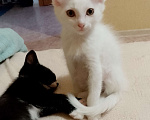 Кошки в Иркутске: Отдам котенка в добрые руки  Девочка, Бесплатно - фото 1