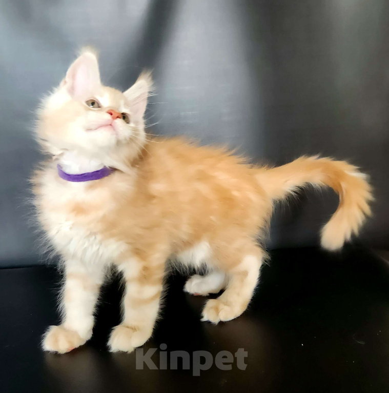 Кошки в Красногорске: Котенок мейн-кун  Мальчик, 60 000 руб. - фото 4