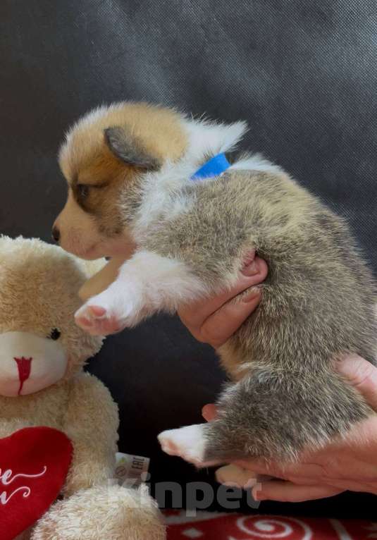 Собаки в других городах Московской области: Вельш корги пемброк щенок  Мальчик, 60 000 руб. - фото 3
