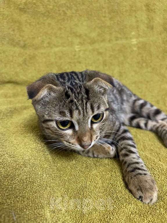 Кошки в Москве: Котенок-метис бенгала и шотландца ищет дом! Мальчик, Бесплатно - фото 3