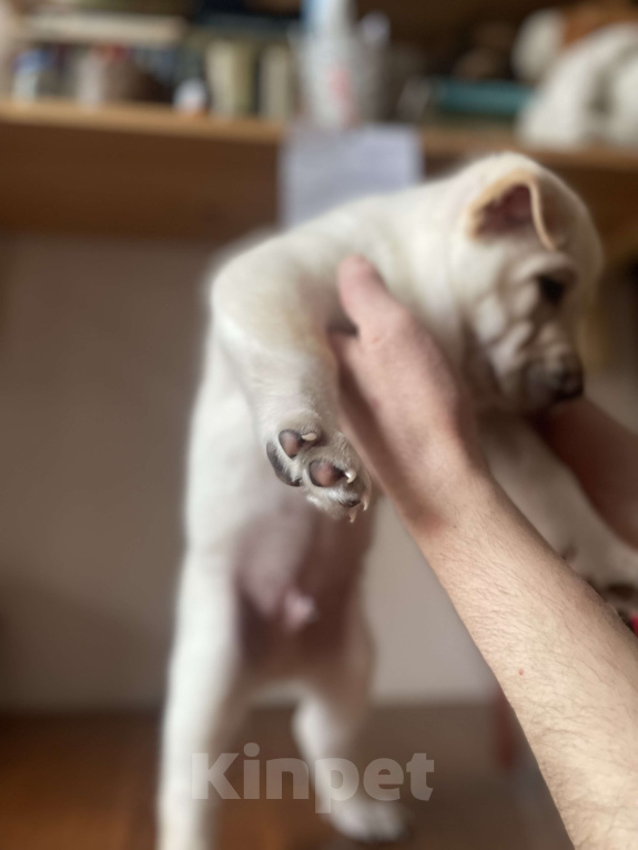 Собаки в Челябинске: Император  Мальчик, Бесплатно - фото 2