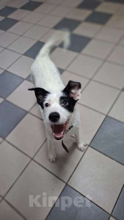 Собаки в Липецке: Малыш Рикки Мальчик, Бесплатно - фото 1