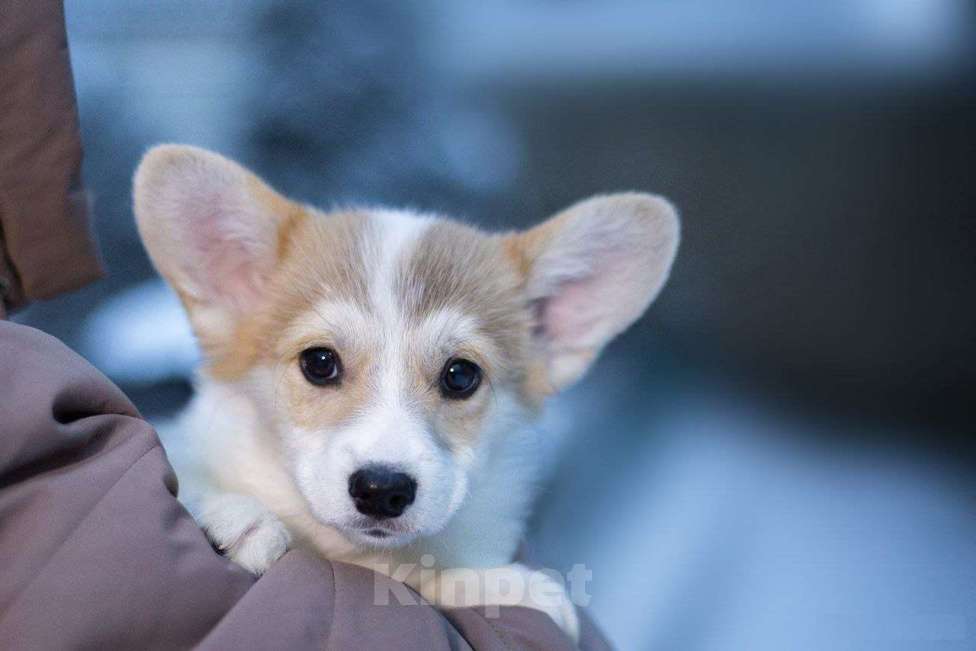 Собаки в Донецке: Щенок вельш корги пемброк питомник породы TelmanHaus Мальчик, 75 000 руб. - фото 1