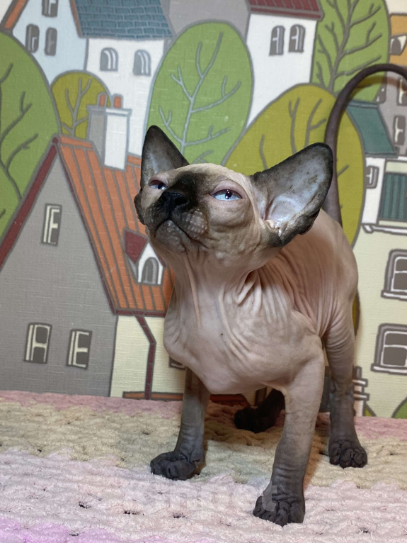 Кошки в Москве: Невероятная девочка канадочка Девочка, 45 000 руб. - фото 2