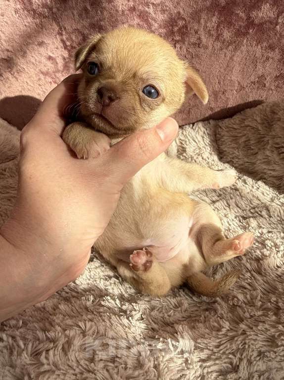 Собаки в Москве: Чихуахуа Мальчик, 60 000 руб. - фото 2