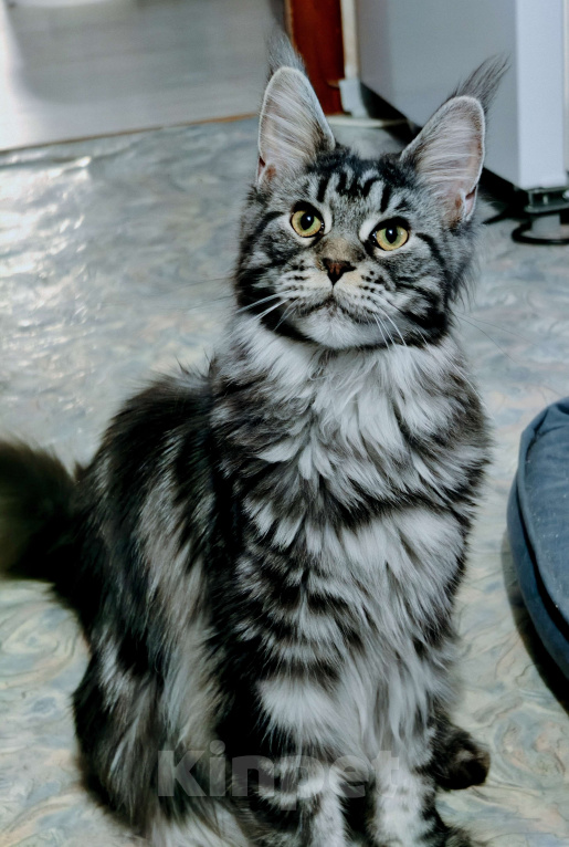 Кошки в Москве: Девочка - "меховое облачко" с длиннющим кистями Девочка, 50 000 руб. - фото 2