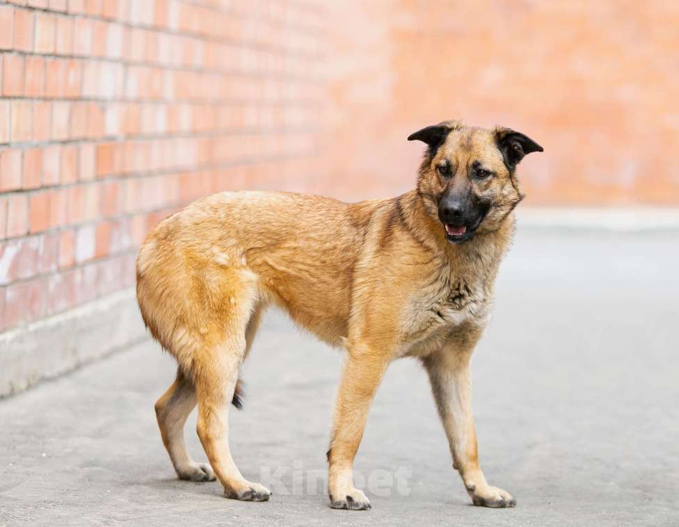 Собаки в Москве: Красотка Эмми в добрые руки! Девочка, Бесплатно - фото 5