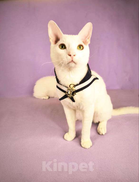 Кошки в Москве: Мини-Юра . Необычный Мальчик с шелковой шубкой Мальчик, Бесплатно - фото 2