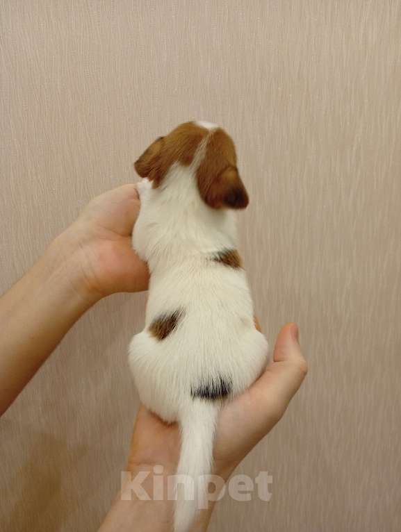 Собаки в Дмитрове: Девочка Девочка, 30 000 руб. - фото 3