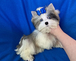 Собаки в Москве: Йорк с двумя синими глазами мини мальчик бэби фейс Мальчик, 130 000 руб. - фото 2