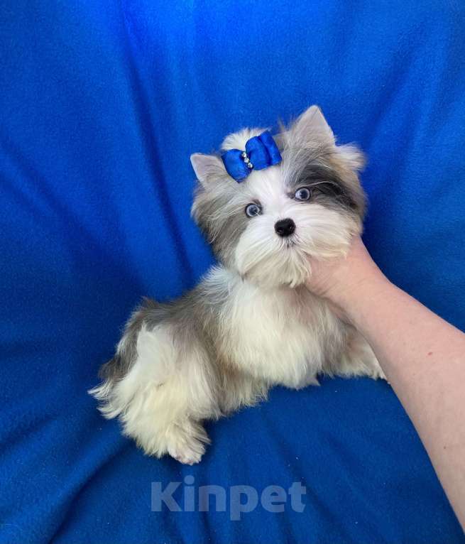 Собаки в Москве: Йорк с двумя синими глазами мини мальчик бэби фейс Мальчик, 130 000 руб. - фото 2