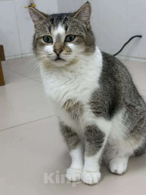 Кошки в Москве: Котик Кеша в добрые руки Мальчик, Бесплатно - фото 2