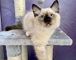 Кошки в Перми: Сибирская кошечка  Девочка, Бесплатно - фото 3