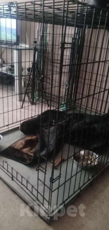 Собаки в Томске: Собака  Мальчик, 15 000 руб. - фото 4