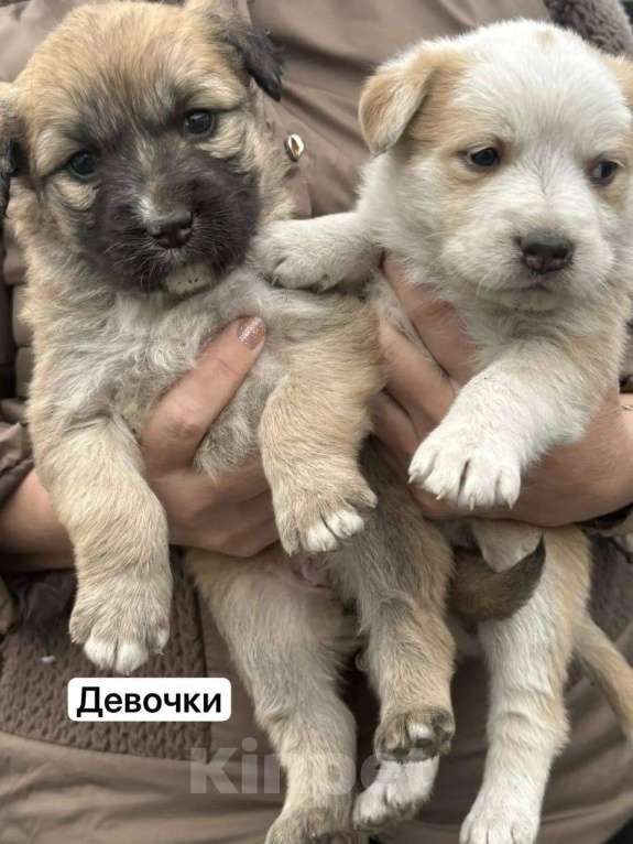 Собаки в других городах Ростовской области: Щенки Девочка, Бесплатно - фото 4