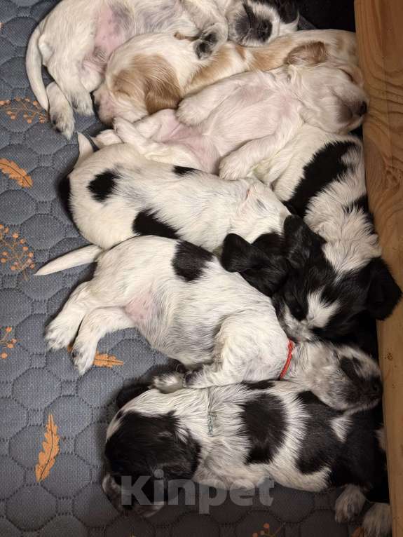 Собаки в Архангельске: Продаются щенки английского кокер-спаниеля Разнополые, 70 000 руб. - фото 2