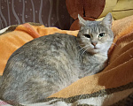 Кошки в Белоозёрском: Афина ищет дом! Девочка, 100 руб. - фото 7