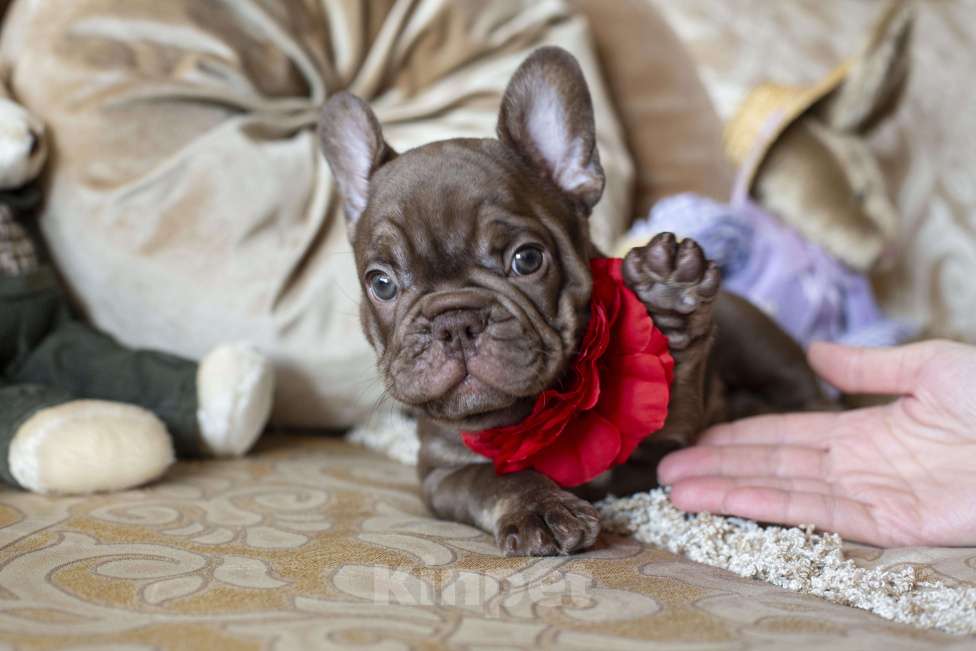 Собаки в Москве: Французский бульдог, щенок Мальчик, 50 000 руб. - фото 4