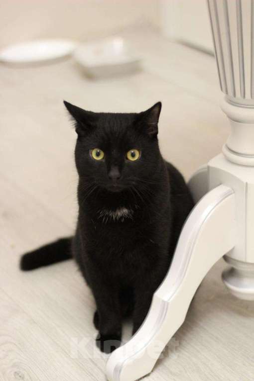 Кошки в Санкт-Петербурге: Молодой ласковый котик Мальчик, Бесплатно - фото 2