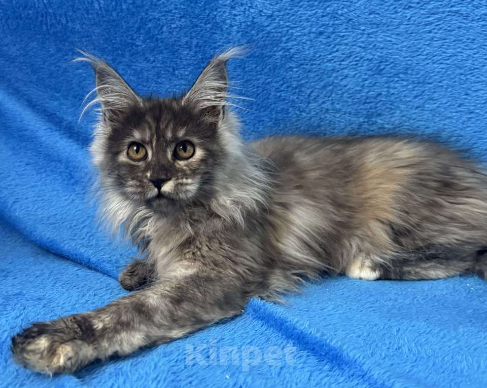 Кошки в Геленджике: Котенок Мейн Кун Девочка, 70 000 руб. - фото 7