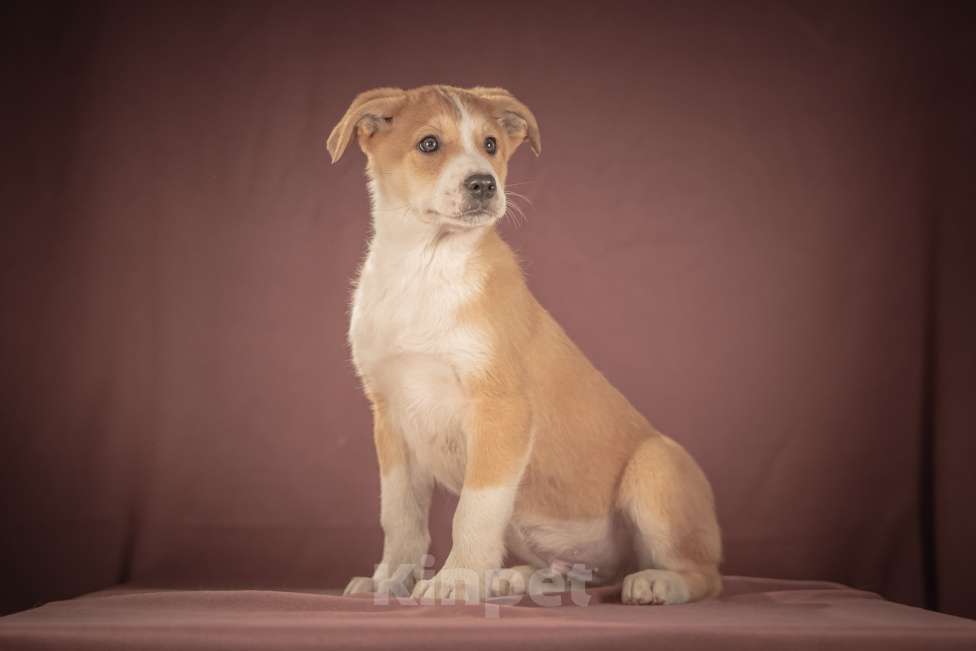 Собаки в Клине: Амиго — общительный и смышлёный парень, который хочет поскорее начать радовать своего человека Мальчик, Бесплатно - фото 5