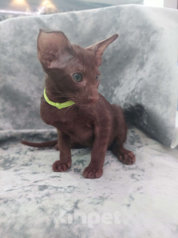 Кошки в Пскове: Оринтальные котята Мальчик, 70 000 руб. - фото 1