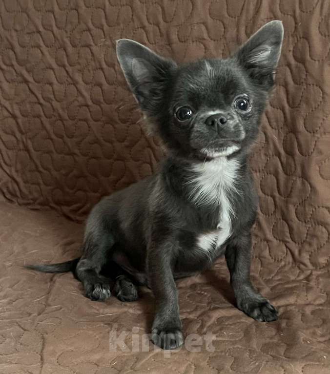 Собаки в Санкт-Петербурге: Щенок чихуахуа Мальчик, Бесплатно - фото 5