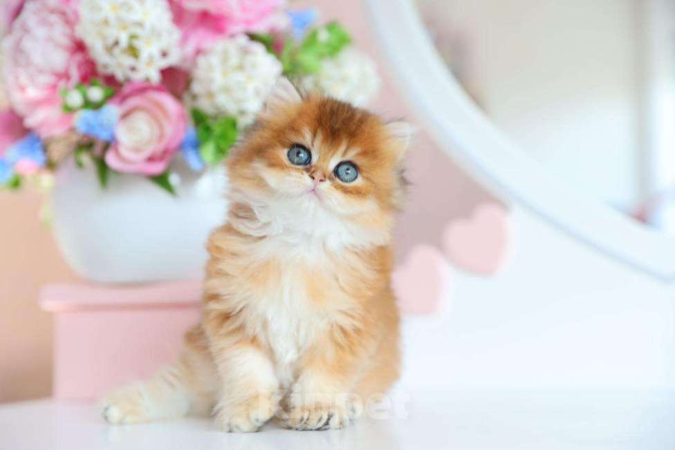 Кошки в Новосибирске: Paprika ny11 Девочка, 100 000 руб. - фото 4