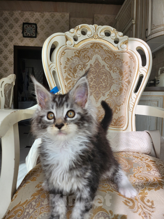 Кошки в Москве: Котята мейн-кун Девочка, 40 000 руб. - фото 5
