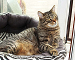 Кошки в Калуге: Тигран Потапыч, настоящий полосатый кот. В добрые руки. Мальчик, Бесплатно - фото 6