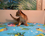 Кошки в Сальске: Абиссинские котята, 25 000 руб. - фото 10
