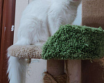 Кошки в Ипатово: Котята Мейн Кун, 20 000 руб. - фото 8