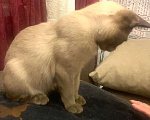 Кошки в Москве: Бурманский котенок от титулованный родителей Девочка, 30 000 руб. - фото 2