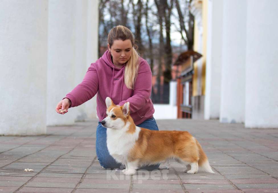 Собаки в Твери: Щенок Вельш Корги Пемброк  Девочка, 40 000 руб. - фото 8