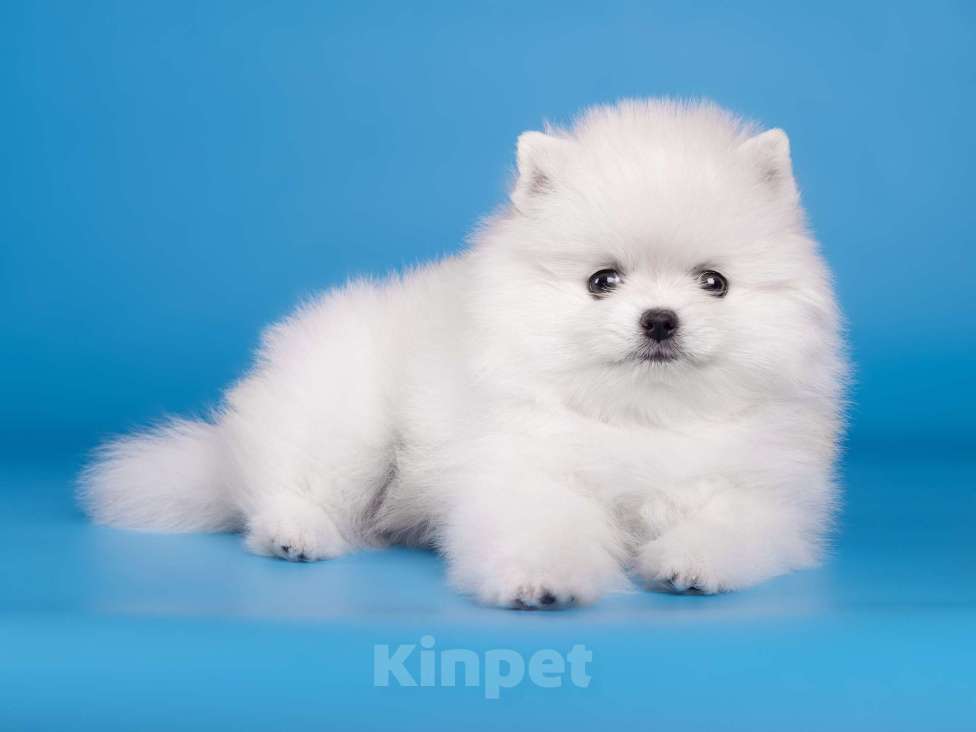 Собаки в Москве: Белая девочка шпиц Девочка, 80 000 руб. - фото 9