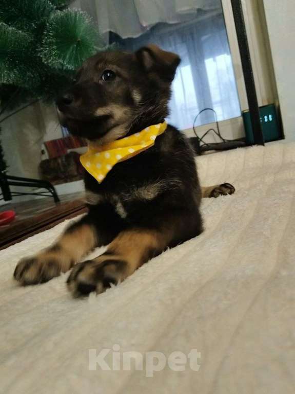 Собаки в Москве: Милые щенки  Мальчик, Бесплатно - фото 4