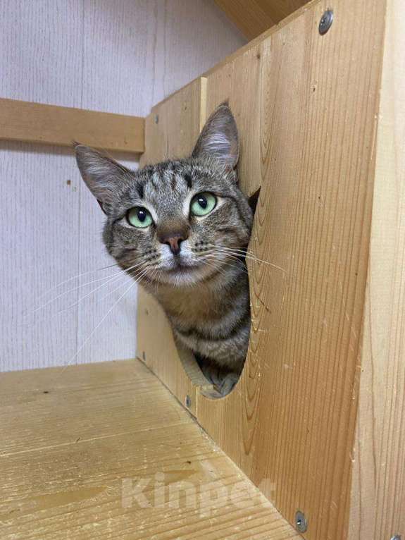 Кошки в Москве: Его оставили в деревне после лета. Зимой он едва выжил Мальчик, Бесплатно - фото 7