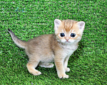 Кошки в Сургуте: Шотландские котята золотые шиншиллы Мальчик, 25 000 руб. - фото 4
