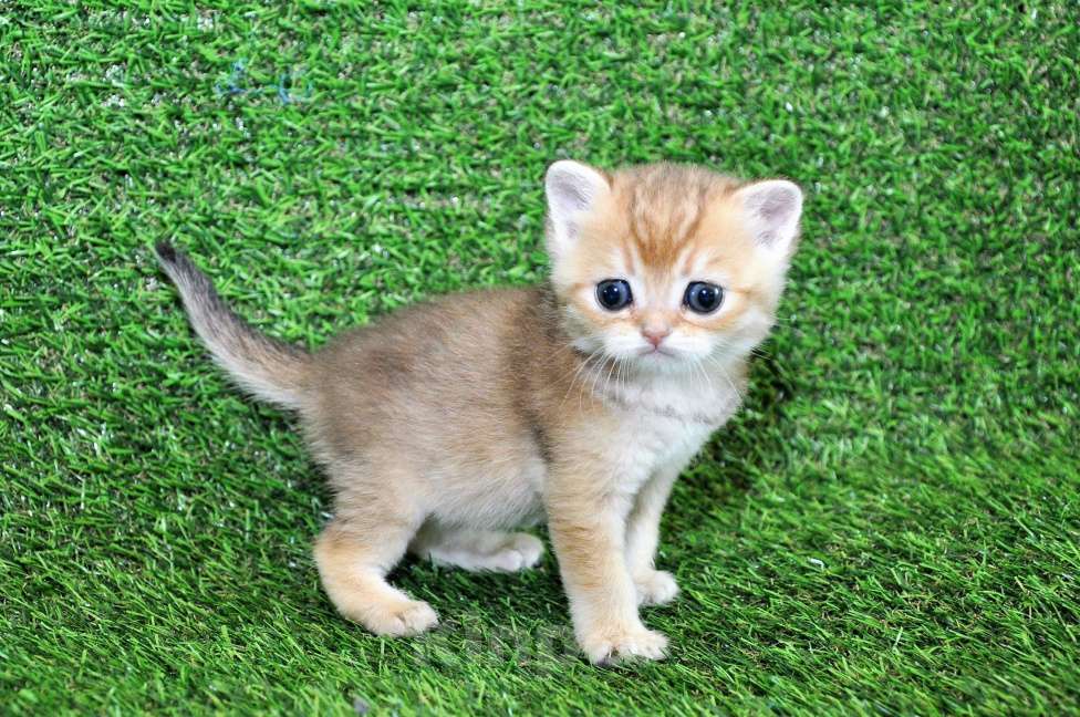 Кошки в Сургуте: Шотландские котята золотые шиншиллы Мальчик, 25 000 руб. - фото 4