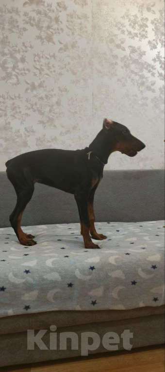 Собаки в Волгограде: Щенки собаки породы Доберман Девочка, 15 000 руб. - фото 2