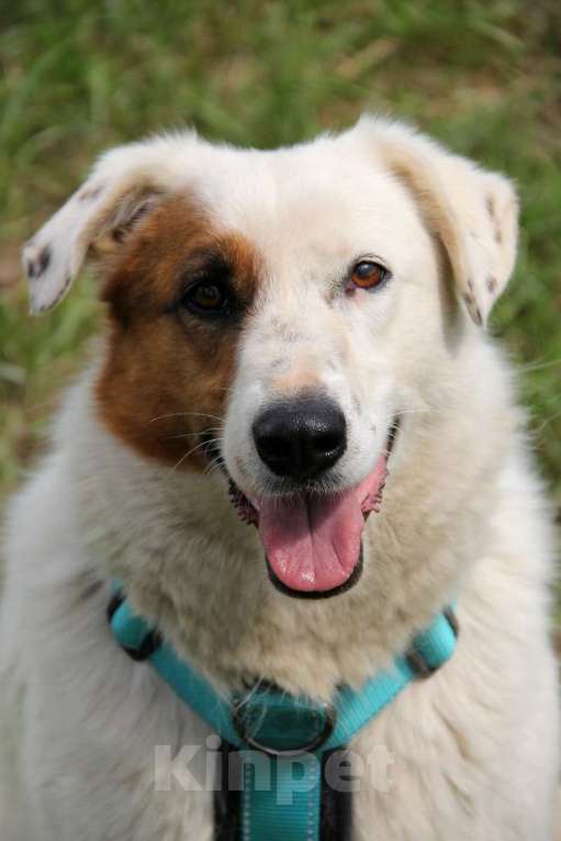 Собаки в Москве: Ромашка Девочка, Бесплатно - фото 5