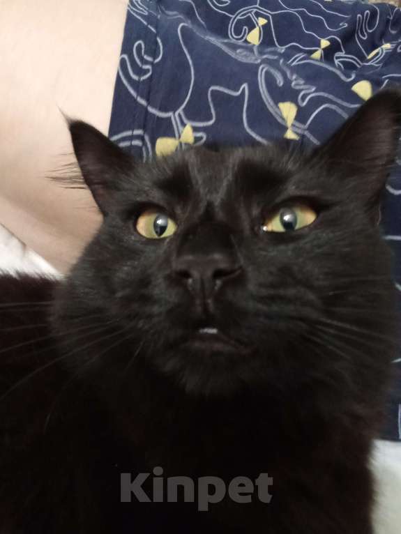 Кошки в Анапе: Пропала кошка Девочка, 1 000 руб. - фото 2