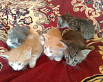 Кошки в других городах Тульской области: 2 котика и 2 кошечки, кушают, к туалету приучены, от кошки мышелова Мальчик, Бесплатно - фото 3